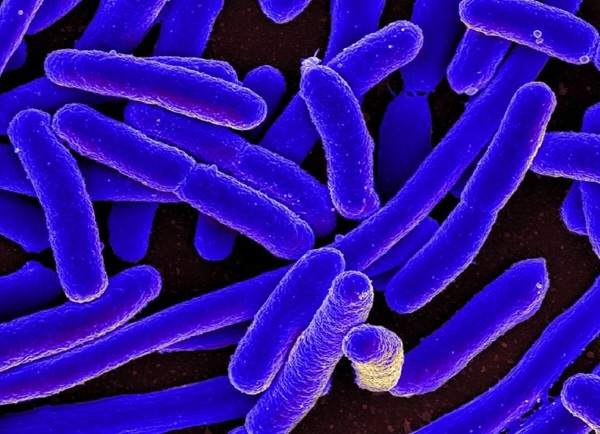 Vi khuẩn E. coli và bước đột phá trong sản xuất nhựa phân hủy sinh học: Giải pháp bền vững cho tương lai